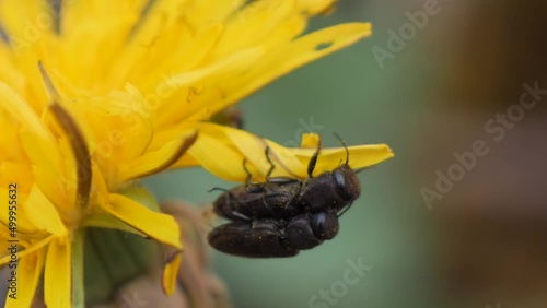 Two small mating black beetles hanging on a dandelion and falling down