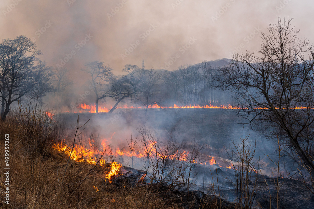 Forest fire. Fire in the forest, dry grass and trees are burning