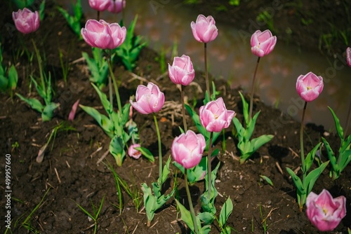 pink tulips in spring