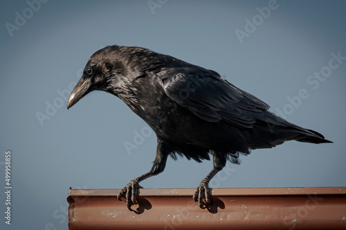 raven on the stone