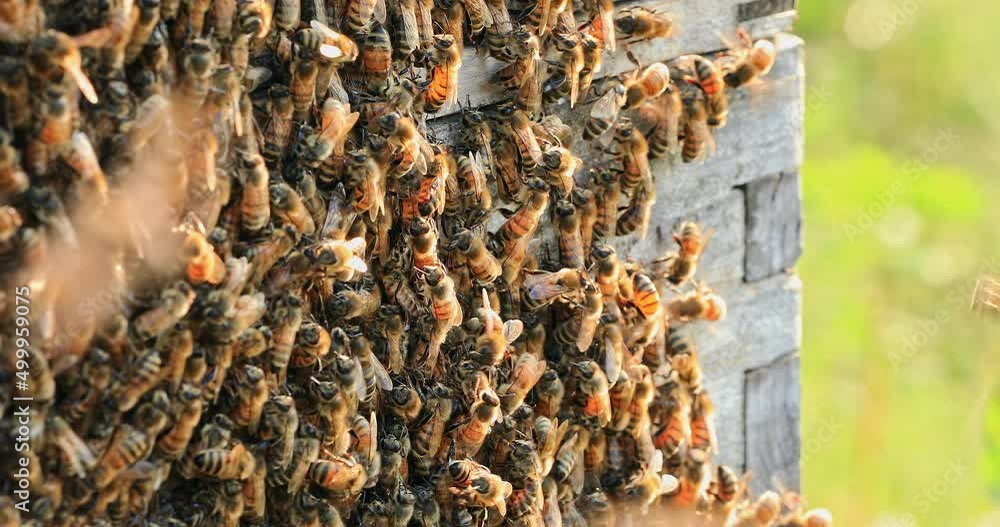Close up of bees on hive honeycomb. bees gather on beehive. 4K real time footage.