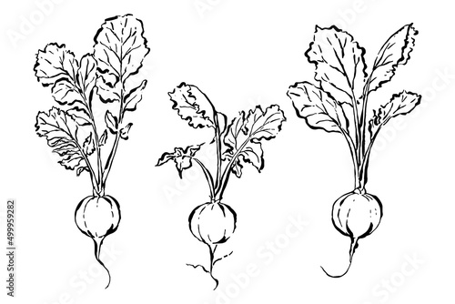 sumi-e style drawing of radish, isolated on white background
