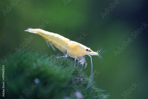 Yellow Golden Back Shrimp|Neocaridina denticulata|Neocaridina heteropoda var. yellow|金背黃金米蝦 photo