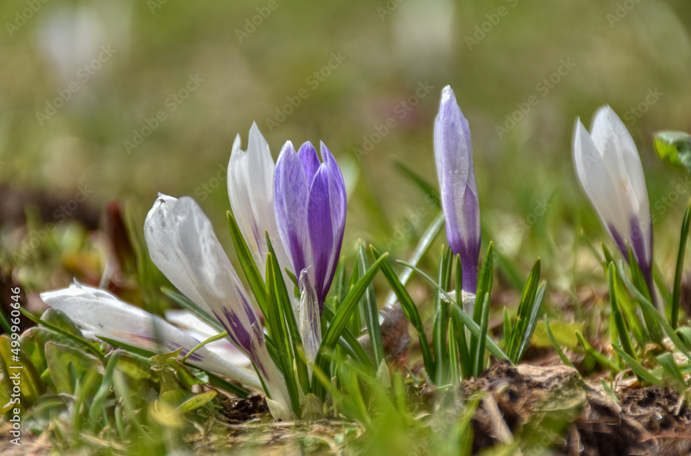 Krokus, Wiese, Krokusse, violett, weiß, Blume, Frühblüher, Naturschutz, geschützt, Blüte, Blumenwiese, Schwertlilie, Schwertliliengewächs, Alm, Almwiese, Gras, Crocus, ausdauernd, krautig, frisch, krä Krokus, Wiese, Krokusse, violett, weiß, Blume, Frühblüher, Naturschutz, geschützt, Blüte, Blumenwiese, Schwertlilie, Schwertliliengewächs, Alm, Almwiese, Gras, Crocus, ausdauernd, krautig, frisch, krä