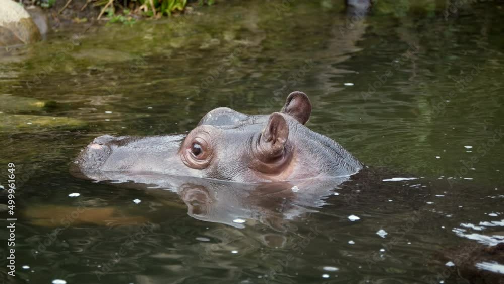 Slow motion shot of baby Hippopotamus cooling in wild water lake in national park,close up Slow motion shot of baby Hippopotamus cooling in wild water lake in national park,close up