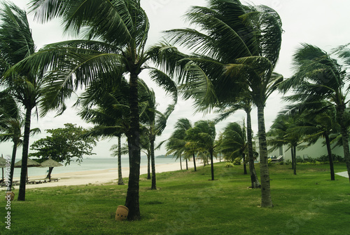 Palm trees on the seashore in windy weather. photo