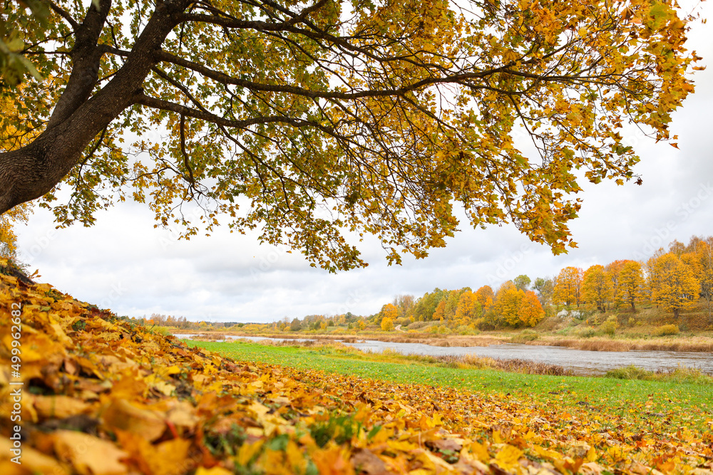 Beautiful autumn landscape with large yellow tree with leaves and beautiful river Venta in background. Beautiful autumn landscape with large yellow tree with leaves and beautiful river Venta in background.
