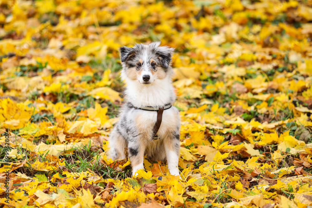 Blue merle shetland sheepdog sheltie puppy in background of yellow leaves.