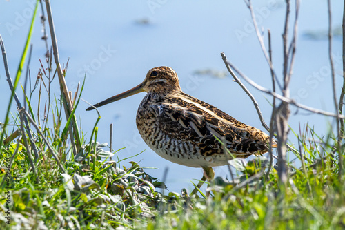 snipe bird marsh ponds and lakes of europe photo