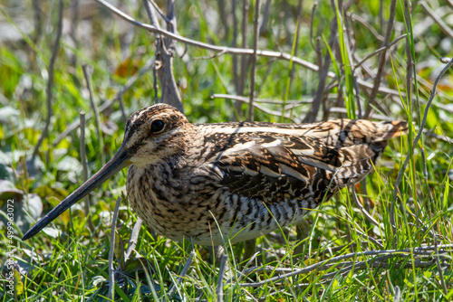 snipe bird marsh ponds and lakes of europe photo