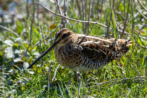 snipe bird marsh ponds and lakes of europe photo