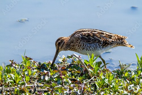 snipe bird marsh ponds and lakes of europe photo