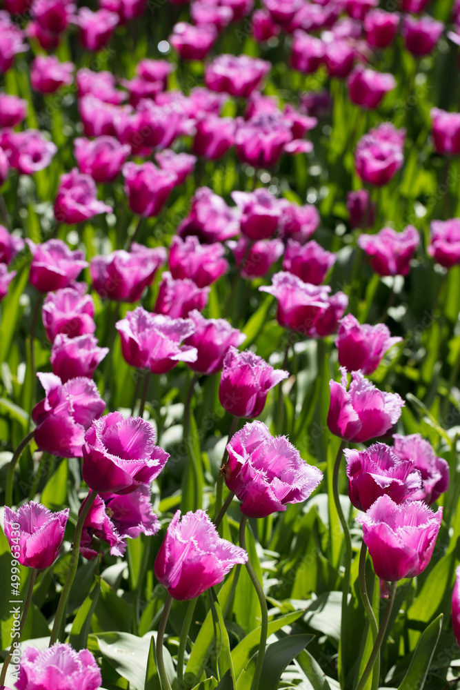 Tulip plantation in Netherlands. Traditional dutch rural landscape with fields of tulips during springtime. Tulip plantation in Netherlands. Traditional dutch rural landscape with fields of tulips during springtime.