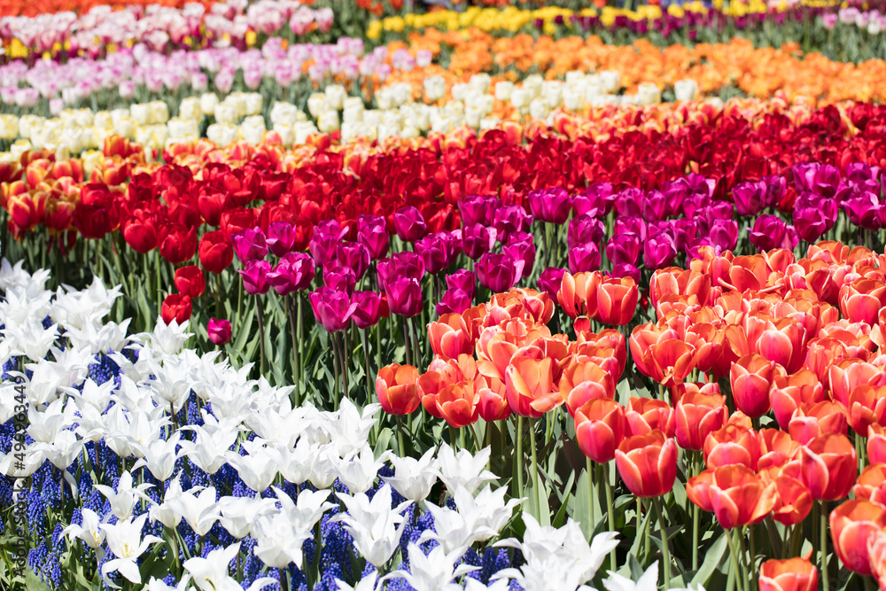 Tulip plantation in Netherlands. Traditional dutch rural landscape with fields of tulips during springtime.