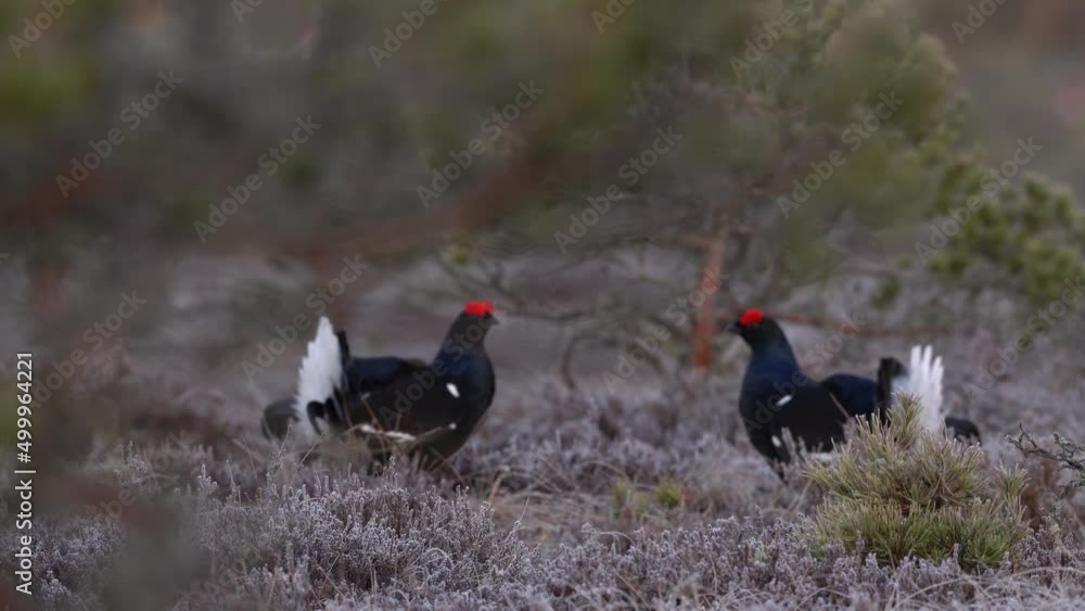 Bird Black Grouse, Tetrao tetrix, in marshland, Finland. Spring mating season in the nature. Wildlife scene from north Europe. Black bird with red crest, flight, lek. Bird behaviour, Europe. Bird Black Grouse, Tetrao tetrix, in marshland, Finland. Spring mating season in the nature. Wildlife scene from north Europe. Black bird with red crest, flight, lek. Bird behaviour, Europe.