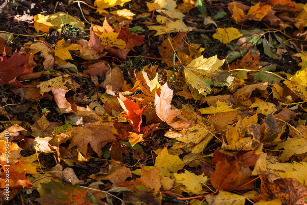Close up details of beautiful yellow autumn leaves. Close up details of beautiful yellow autumn leaves.