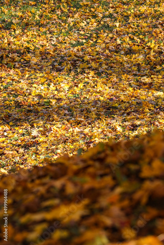 Close up details of beautiful yellow autumn leaves.
