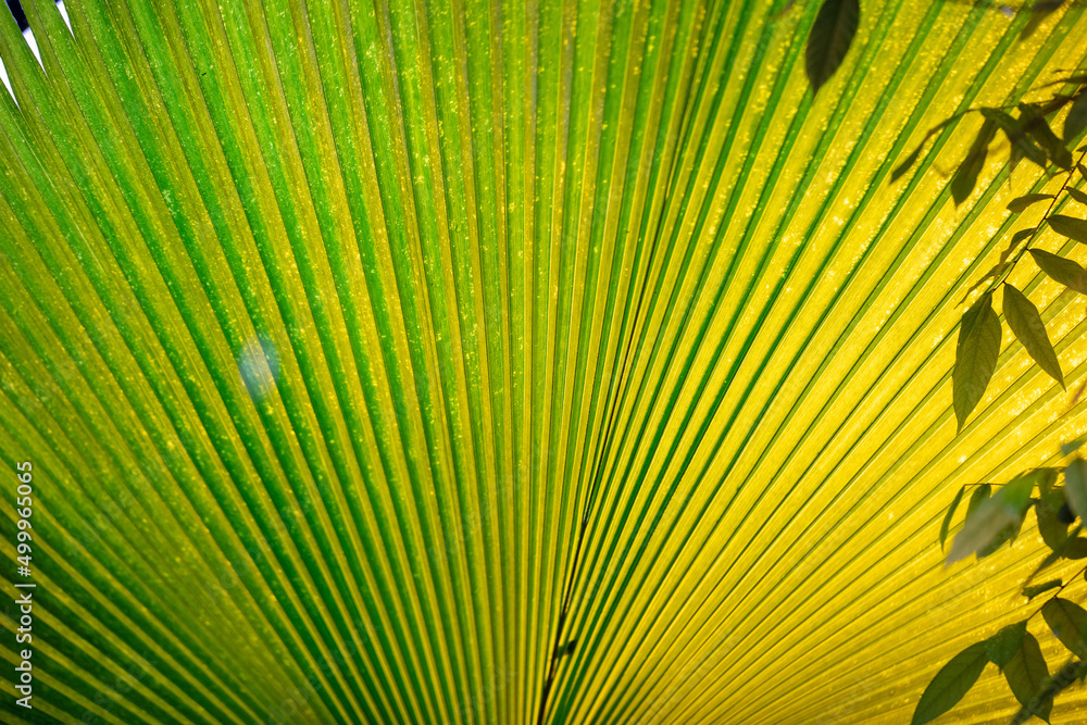 Fototapeta premium Palm plant branch as a background.