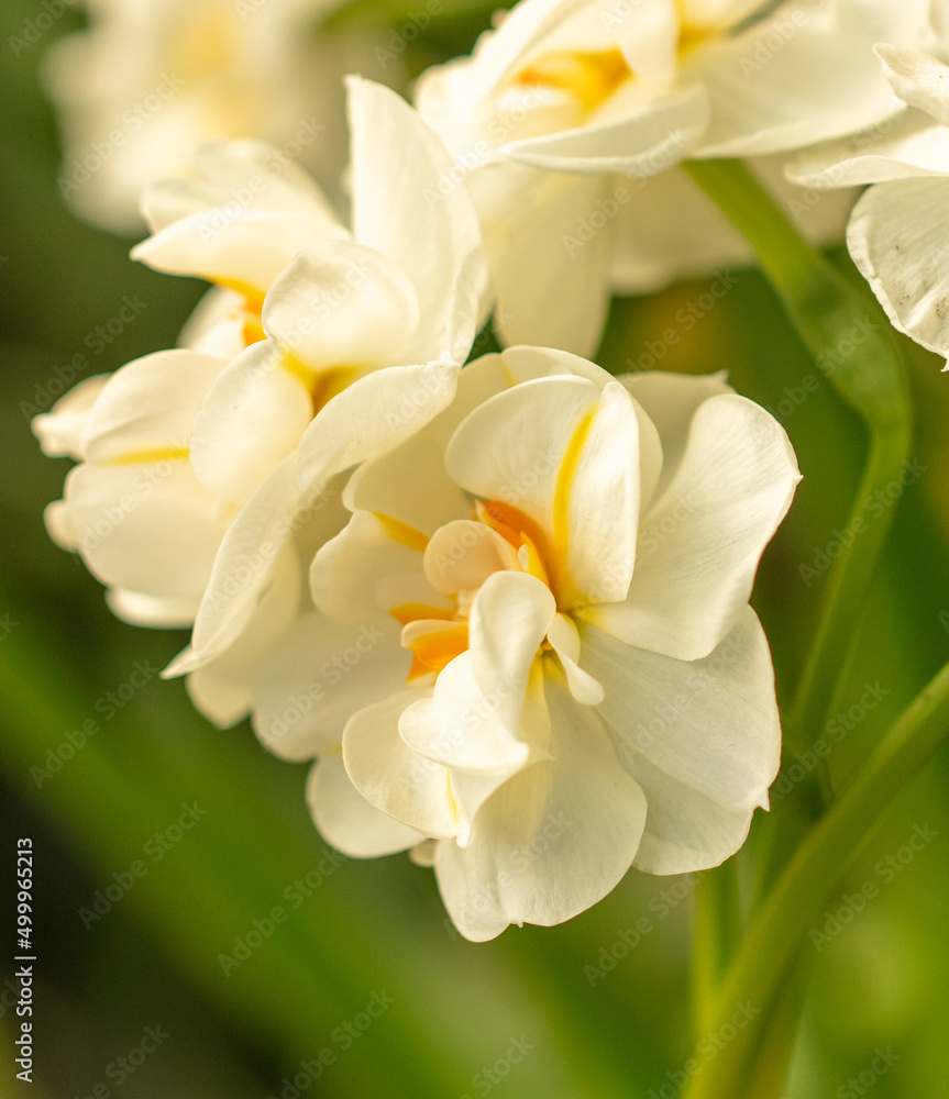 Fototapeta premium Beautiful white flower in nature.