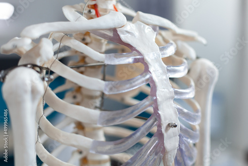 Close up of backbone of an anatomical human skeleton standing in empty hospital office with nobody in it during medical consultation. Examination room equipped with professional instrument. Back shot