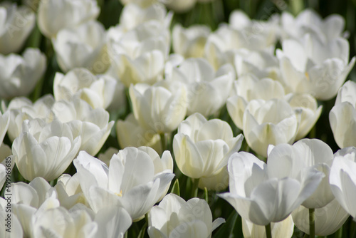 white tulips © AliCagatay