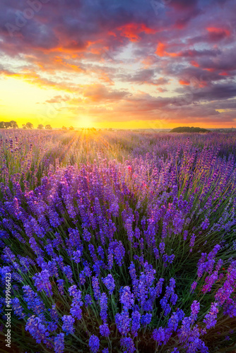 Berautiful summer sunset over lavender field