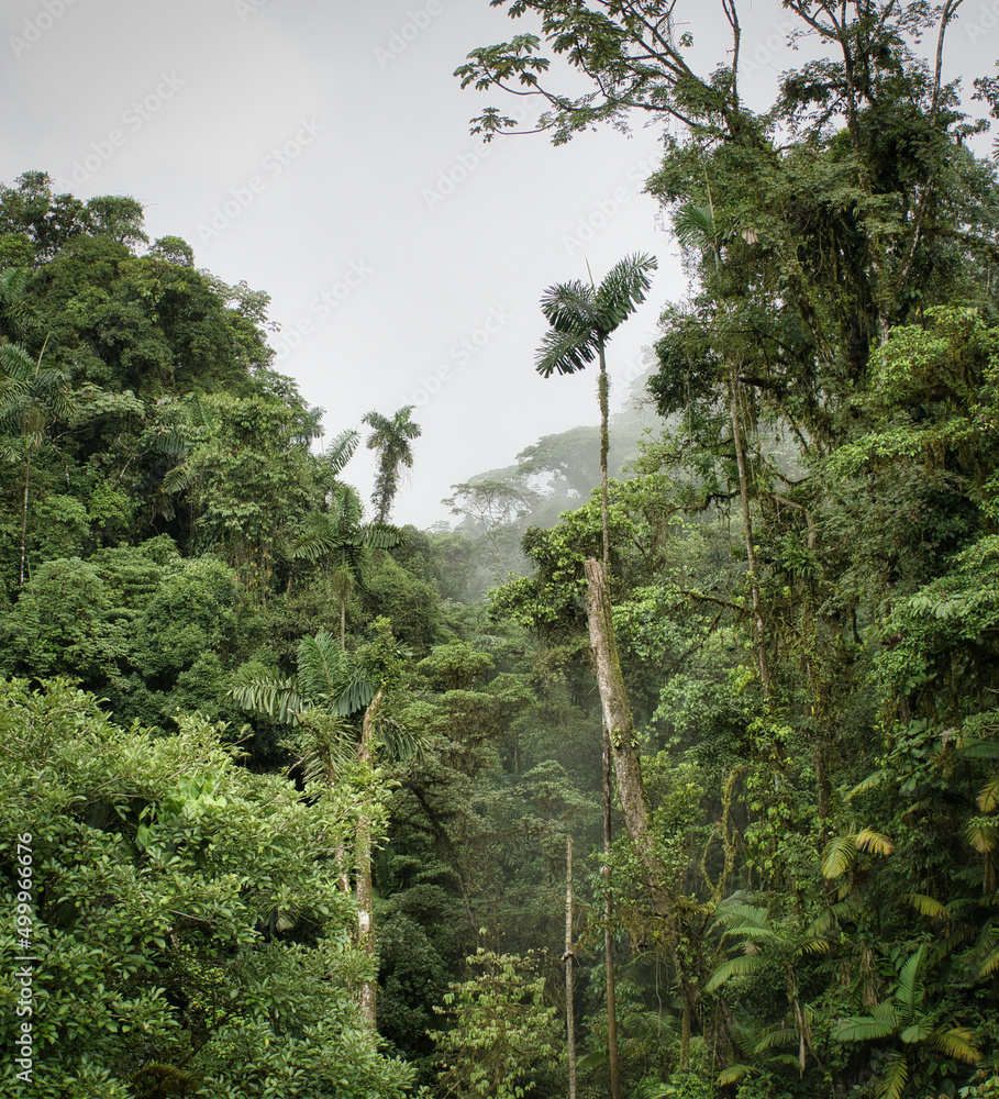 Fototapeta premium Jungle in Costa Rica
