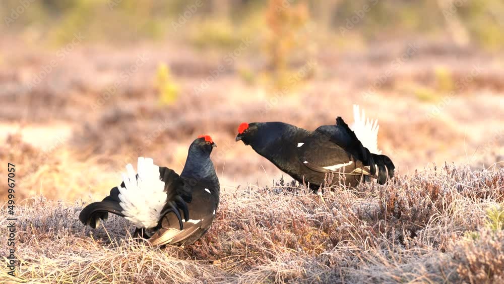 Bird Black Grouse, Tetrao tetrix, in marshland, Finland. Spring mating season in the nature. Wildlife scene from north Europe. Black bird with red crest, flight, lek. Bird behaviour, Europe. Bird Black Grouse, Tetrao tetrix, in marshland, Finland. Spring mating season in the nature. Wildlife scene from north Europe. Black bird with red crest, flight, lek. Bird behaviour, Europe.