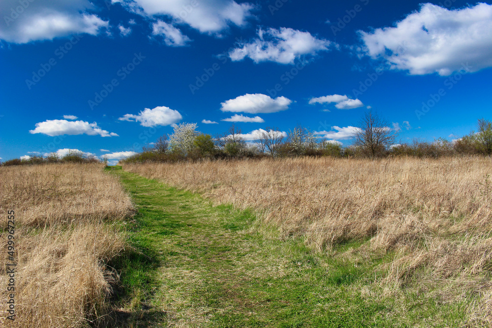 A path in meadow to horizon in spring blue day.