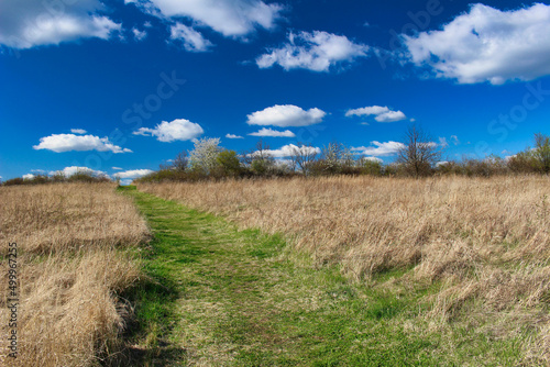 A path in meadow to horizon in spring blue day.