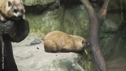 Rock Hyrax Resting And Sleeping On Rock In A Zoo In Singapore - close up