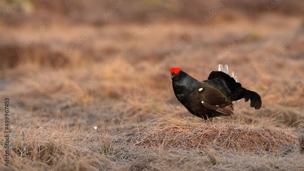 Bird Black Grouse, Tetrao tetrix, in marshland, Finland. Spring mating season in the nature. Wildlife scene from north Europe. Black bird with red crest, flight, lek. Bird behaviour, Europe. Bird Black Grouse, Tetrao tetrix, in marshland, Finland. Spring mating season in the nature. Wildlife scene from north Europe. Black bird with red crest, flight, lek. Bird behaviour, Europe.
