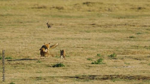 Lively fox pups playing with uninterested vixen in sunset grassland glow photo