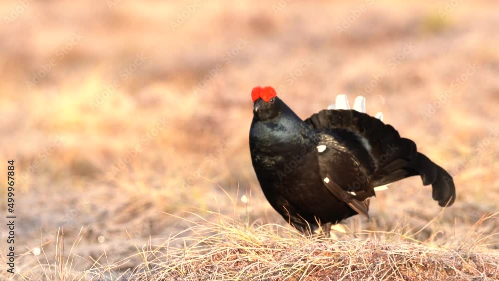 Bird Black Grouse, Tetrao tetrix, in marshland, Finland. Spring mating season in the nature. Wildlife scene from north Europe. Black bird with red crest, flight, lek. Bird behaviour, Europe. Bird Black Grouse, Tetrao tetrix, in marshland, Finland. Spring mating season in the nature. Wildlife scene from north Europe. Black bird with red crest, flight, lek. Bird behaviour, Europe.