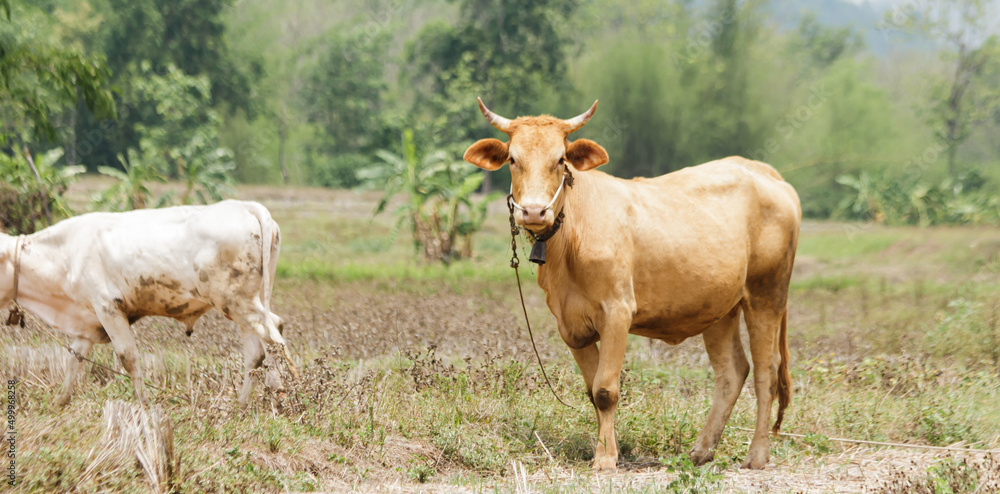 A brown Thai cow is standing in a row of trees on a grassy ground in an agricultural area of the Thai countryside. A brown Thai cow is standing in a row of trees on a grassy ground in an agricultural area of the Thai countryside.