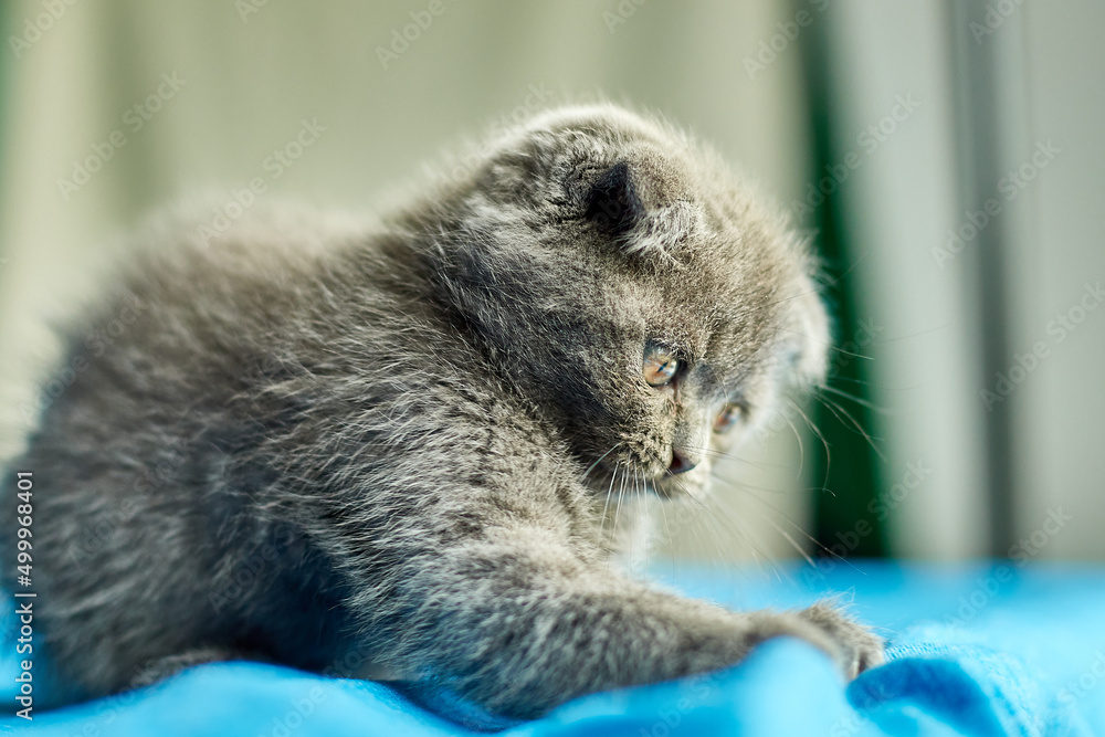 Cute playful british gray kitten at home, funny cat. Love animals, pet. Cute playful british gray kitten at home, funny cat. Love animals, pet.