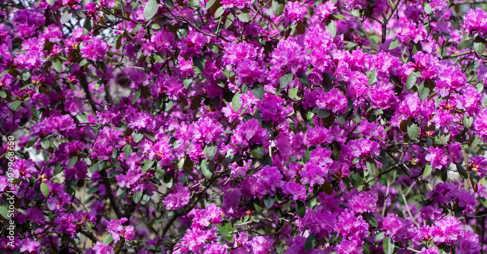 large shrub of purple-pink rhododendron in the park