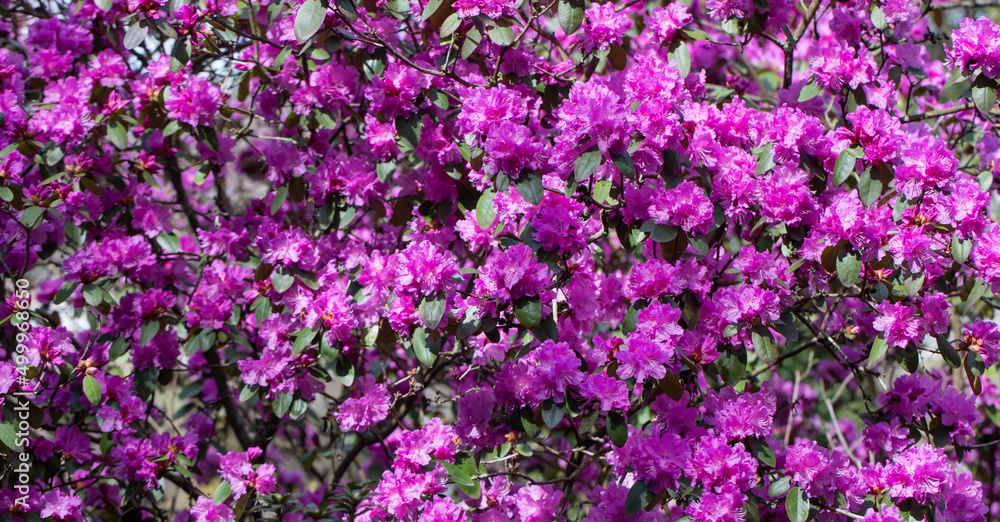 large shrub of purple-pink rhododendron in the park large shrub of purple-pink rhododendron in the park