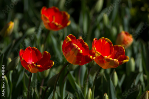 red and yellow tulip