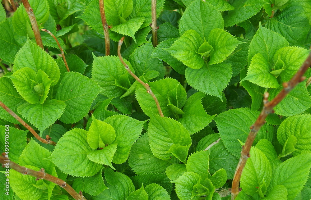 春の紫陽花の若葉 Stock Photo Adobe Stock