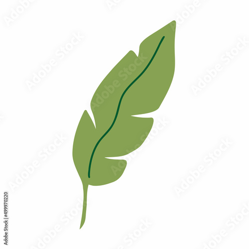 monstera tropical leaf. palm leaves. branch exotic plant. jungle and rainforest. stock vector cartoon flat illustration isolated on white background.