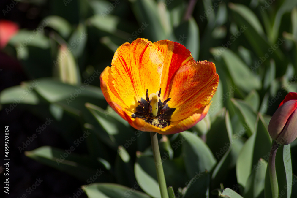 red and yellow tulip