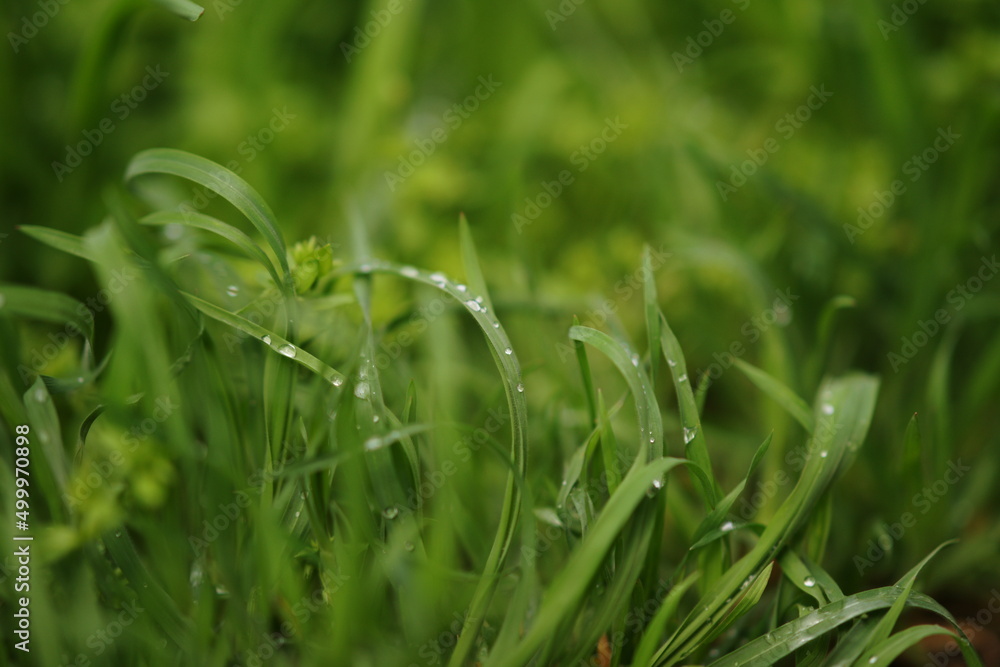 Natural floral background with green grass in rain drops Natural floral background with green grass in rain drops