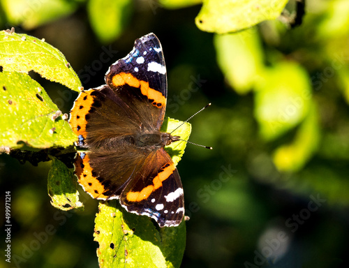 Der Admiral (Vanessa atalanta, Syn.: Pyrameis atalanta) photo