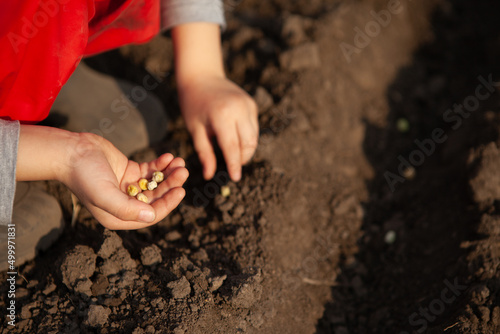 boy, child holds pea seeds in his hands and plants them in the ground of the earth. sowing. close-up of hands with seeds.