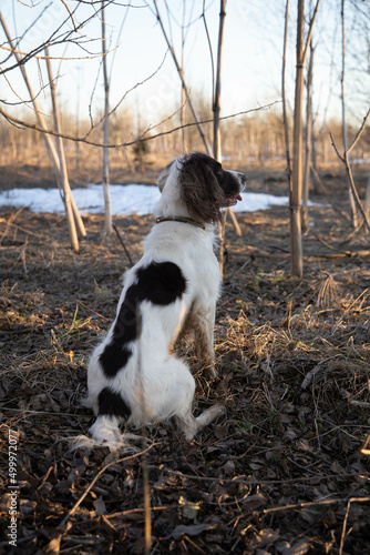 springer spaniel dog sits, in the forest, in spring, on dry grass, sunset