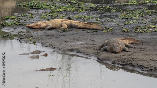 Some muggar crocodiles lying on a river bank in the Chitwan National Park with some also swimming in the water. photo