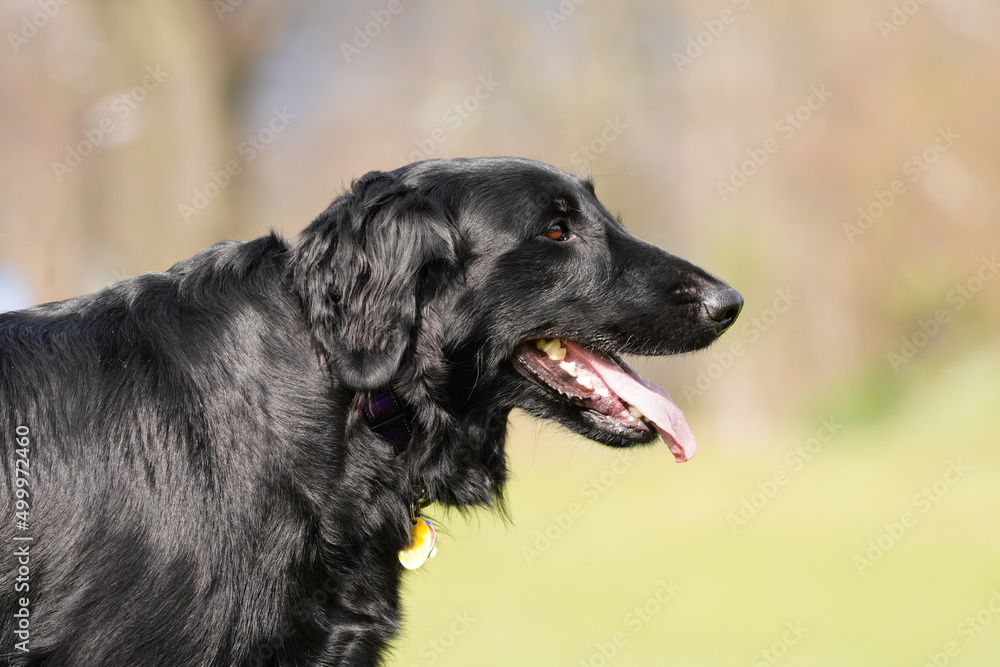 Close up portrait of a Flat-coated Retriever. Portrait of a black dog.
Close up portrait of a Flat-coated Retriever. Portrait of a black dog.