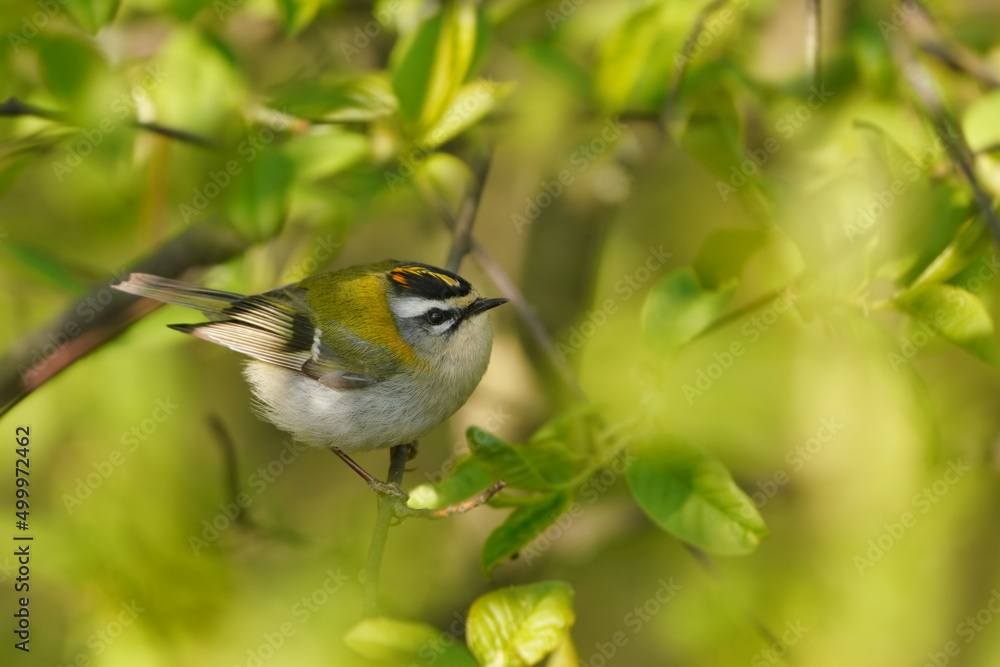 Portrait of a firecrest. Regulus ignicapillus. European smallest bird in the natural environment. Wildlife scene from spring nature.