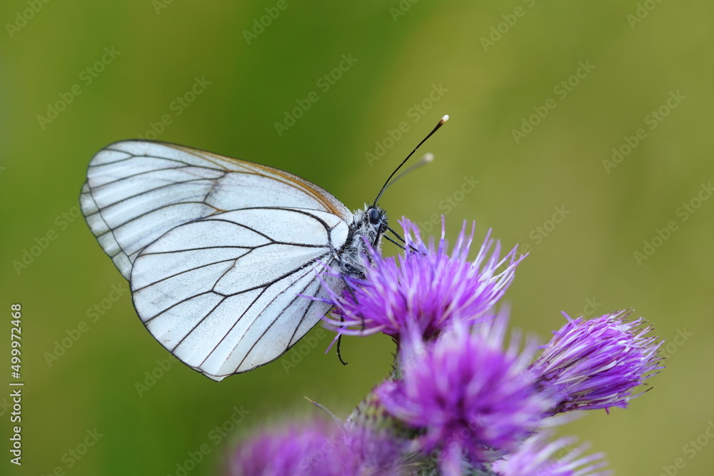 Butterfly black-veined white sitting on the violet flower with green background. Aporia crataegi Butterfly black-veined white sitting on the violet flower with green background. Aporia crataegi